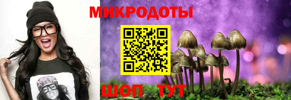 Галлюциногенные грибы Psilocybine cubensis Новодвинск